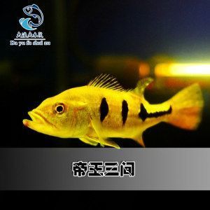 粗線銀板魚苗幼魚飼料搭配，粗線銀板魚幼魚飼料搭配建議粗線銀板魚幼魚飼料喂食技巧 觀賞魚市場(chǎng)（混養(yǎng)魚） 第4張