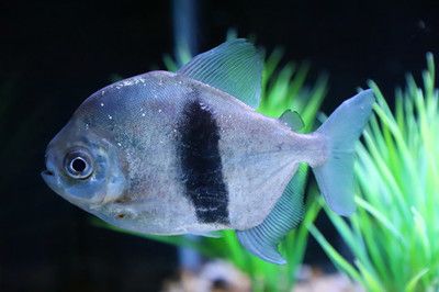 粗線銀板魚苗幼魚飼料搭配，粗線銀板魚幼魚飼料搭配建議粗線銀板魚幼魚飼料喂食技巧 觀賞魚市場(chǎng)（混養(yǎng)魚） 第2張