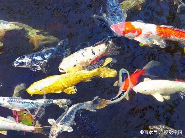 錦鯉品種鑒別技巧，錦鯉品種鑒別 觀賞魚(yú)市場(chǎng)（混養(yǎng)魚(yú)） 第2張