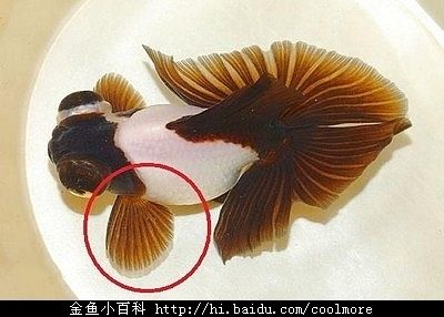 金龍魚性別鑒別方法探究，金龍魚公母鑒別方法 觀賞魚市場(chǎng)（混養(yǎng)魚） 第3張