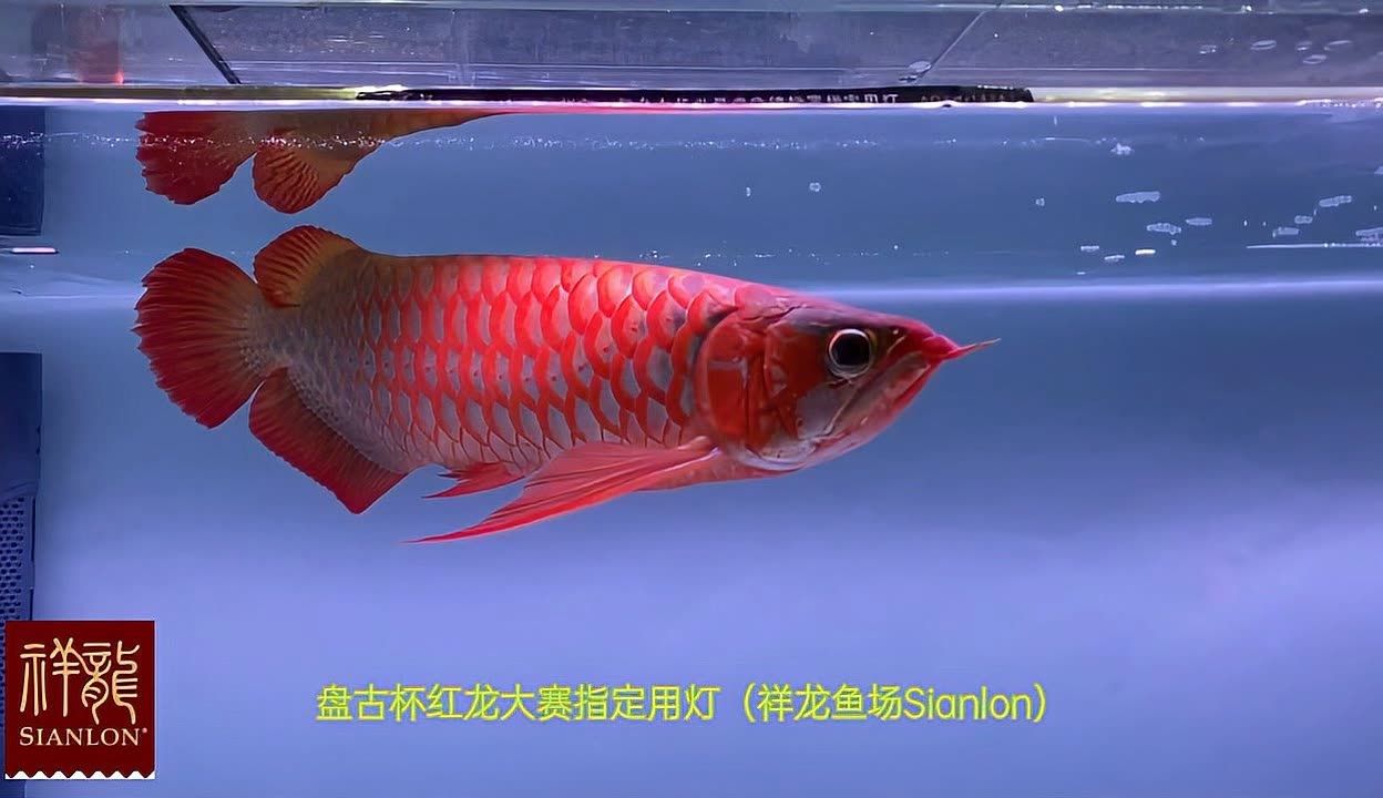 龍魚冠軍有什么好處，龍魚冠軍對養(yǎng)殖業(yè)的影響