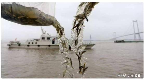 刀魚市場價格波動原因探究，刀魚價格波動的原因 觀賞魚市場（混養(yǎng)魚） 第4張