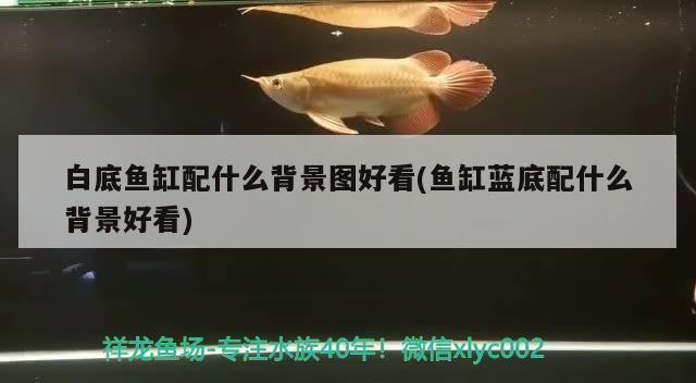 魚缸說說配圖，如何挑選風水魚缸裝飾品魚缸背景圖案的選擇技巧 魚缸百科 第3張