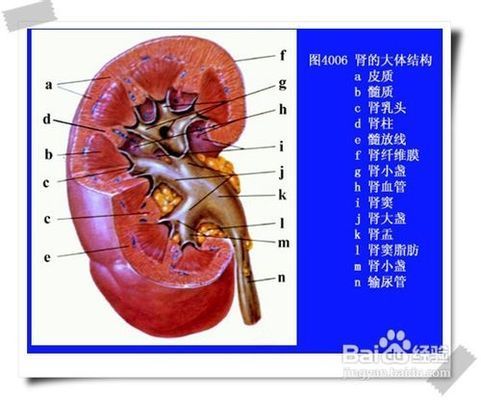 龍魚有營養(yǎng)嗎，龍魚與鱈魚營養(yǎng)對比，龍魚營養(yǎng)對比 龍魚百科 第5張