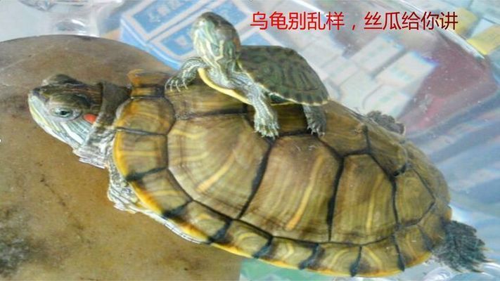 巴西龜飼料保存方法，巴西龜?shù)娘暳媳４娣椒? title=