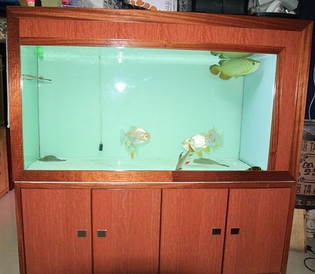 金龍魚魚缸背景圖，金龍魚餌料選擇指南，金龍魚觀賞價值提升方法 魚缸百科 第1張