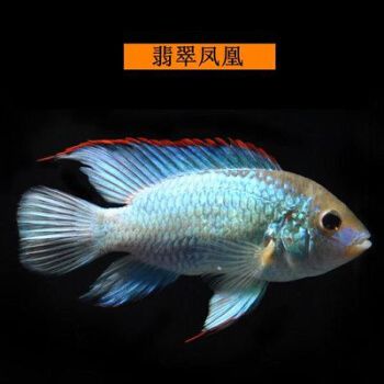 翡翠鳳凰魚市場價格趨勢，翡翠鳳凰魚市場價格分析 觀賞魚市場（混養(yǎng)魚） 第2張