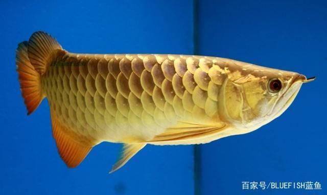 龍魚(yú)混養(yǎng)時(shí)如何選擇伙伴，龍魚(yú)混養(yǎng)伙伴性格分析龍魚(yú)混養(yǎng)伙伴性格分析 虎魚(yú)百科 第3張