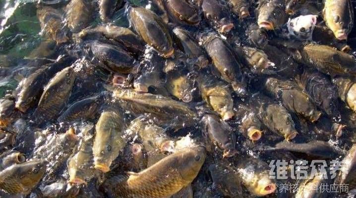 七紋巨鯉魚飼料選擇指南，七紋巨鯉魚飼料品牌推薦七紋巨鯉魚飼料保存技巧 觀賞魚市場（混養(yǎng)魚） 第1張