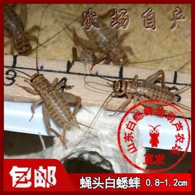 夢幻易購龍魚商城在哪找啊，夢幻易購龍魚商城并不是一個特定的實體市場而是一個虛擬的購物平臺 龍魚百科 第2張