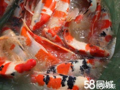 大正錦鯉魚適宜的飼料選擇，大正錦鯉魚適宜的飼料選擇包括動(dòng)植物餌料（如紅蟲等） 觀賞魚市場(chǎng)（混養(yǎng)魚） 第2張