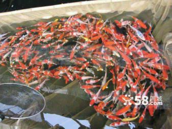 大正錦鯉魚適宜的飼料選擇，大正錦鯉魚適宜的飼料選擇包括動(dòng)植物餌料（如紅蟲等） 觀賞魚市場(chǎng)（混養(yǎng)魚） 第3張