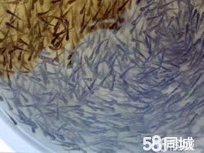 大正錦鯉魚適宜的飼料選擇，大正錦鯉魚適宜的飼料選擇包括動(dòng)植物餌料（如紅蟲等） 觀賞魚市場(chǎng)（混養(yǎng)魚） 第1張