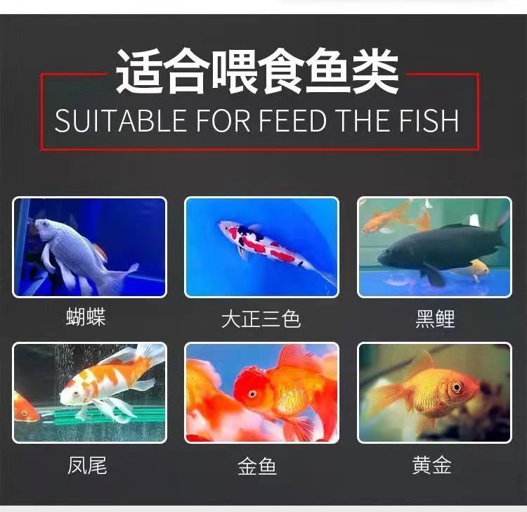 大正錦鯉魚適宜的飼料選擇，大正錦鯉魚適宜的飼料選擇包括動(dòng)植物餌料（如紅蟲等） 觀賞魚市場(chǎng)（混養(yǎng)魚） 第4張