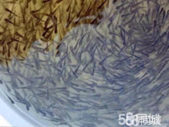 大正錦鯉魚適宜的飼料選擇，大正錦鯉魚適宜的飼料選擇包括動(dòng)植物餌料（如紅蟲等） 觀賞魚市場(chǎng)（混養(yǎng)魚） 第5張