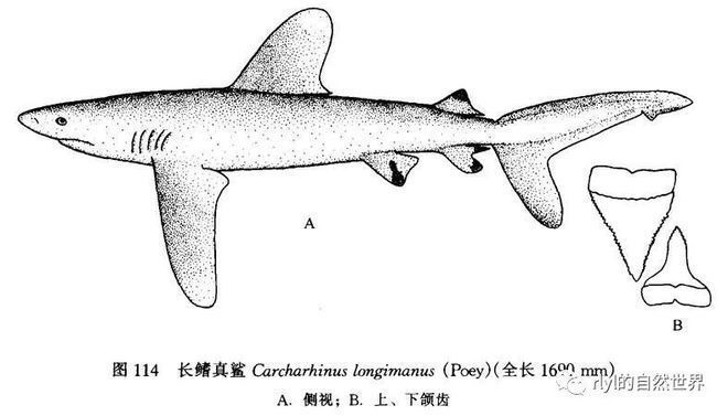 鯊魚攻擊高發(fā)區(qū)域分布，全球鯊魚攻擊的高發(fā)區(qū)域分析 虎魚百科 第3張