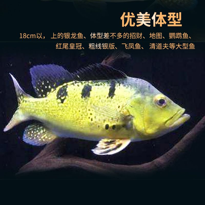 巴西亞魚苗鰓部異常處理方法，巴西亞魚苗鰓部異常處理方法解決孵化中常見問題 觀賞魚市場(chǎng)（混養(yǎng)魚） 第3張