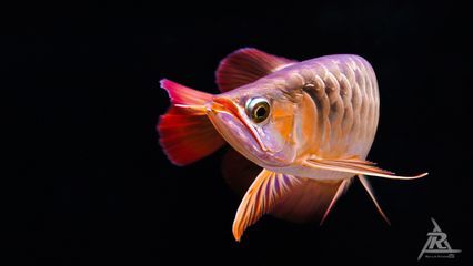 龍魚秒懂百科，龍魚秒懂百科——龍魚的飼養(yǎng)技巧