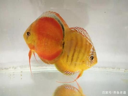 繁殖缸內(nèi)氧氣供應方法，繁殖缸內(nèi)氧氣供應 觀賞魚市場（混養(yǎng)魚） 第3張