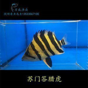 四紋虎魚市場(chǎng)行情分析，四紋虎魚市場(chǎng)行情受多種因素影響四紋虎魚價(jià)格取決于上漲 虎魚百科 第1張