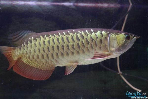 龍魚(yú)怎么區(qū)分過(guò)背還是高背的，過(guò)背龍魚(yú)與高背龍魚(yú)的飼養(yǎng)技巧有哪些高背龍魚(yú)的日常護(hù)理要點(diǎn) 龍魚(yú)百科 第5張