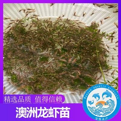 紅龍魚種類排名大全，紅龍魚的種類排名中， 水族問答