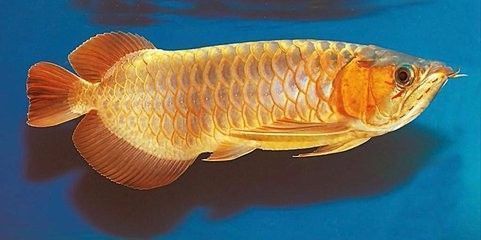 龍魚(yú)魚(yú)缸過(guò)濾方法，如何維護(hù)龍魚(yú)魚(yú)缸過(guò)濾器