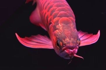 龍魚魚缸過濾方法，如何維護龍魚魚缸過濾器 魚缸百科 第5張