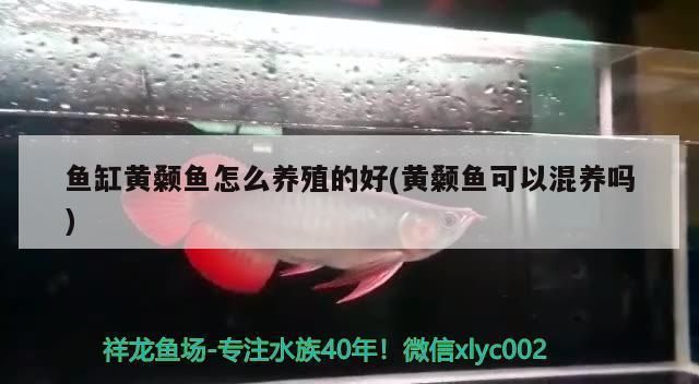 銀龍魚適合什么水溫，銀龍魚最適合的水溫是多少度？ 水族問答