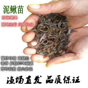 金老虎魚飼料選擇指南，金老虎魚人工飼料品牌推薦,金老虎魚飼料營養(yǎng)成分表 虎魚百科 第4張