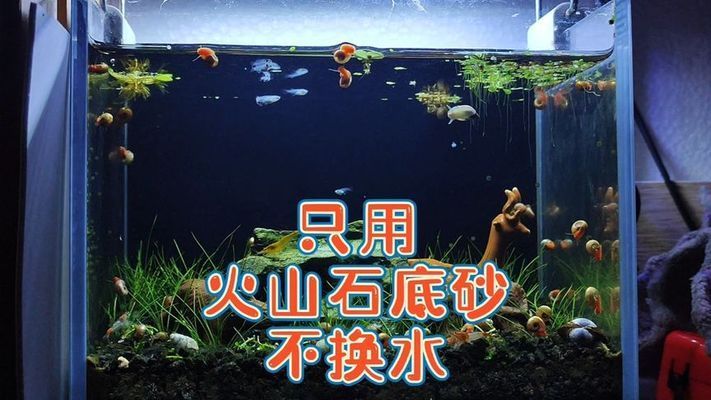 魚缸不換水行嗎視頻，如何維護(hù)魚缸水質(zhì) 魚缸百科 第1張