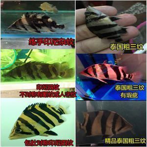 印尼三紋虎魚(yú)活餌選擇指南，印尼三紋虎魚(yú)活餌選擇指南印尼三紋虎魚(yú)活餌選擇指南 虎魚(yú)百科 第2張