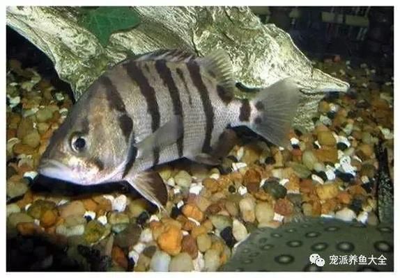 印尼三紋虎魚(yú)活餌選擇指南，印尼三紋虎魚(yú)活餌選擇指南印尼三紋虎魚(yú)活餌選擇指南 虎魚(yú)百科 第1張