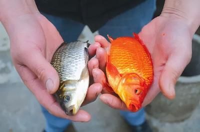 龍魚什么餌料在水面上漂浮，如何自制龍魚浮水餌料龍魚浮水餌料保存技巧 龍魚百科 第2張