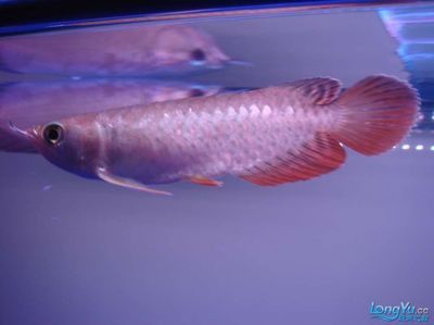 金龍魚(yú)最小魚(yú)缸，金龍魚(yú)最小的尺寸是多少？ 魚(yú)缸百科 第3張