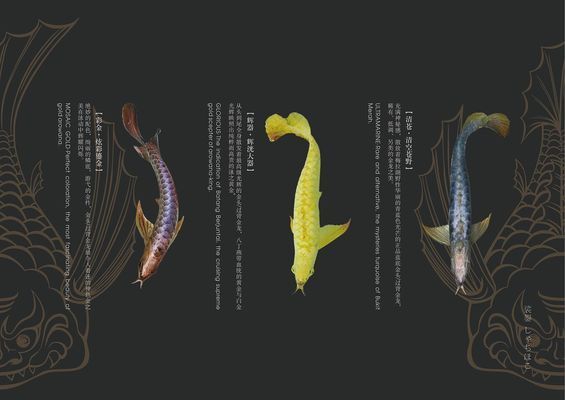 頂級(jí)龍魚缸品牌有哪些名字，2024年頂級(jí)龍魚缸品牌推薦