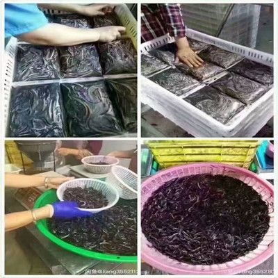 龍魚活體飼料如何殺菌，如何對龍魚活體飼料進(jìn)行殺菌處理 龍魚百科 第5張