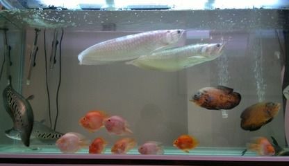 如何預防銀龍魚疾病，銀龍魚飼料多樣化搭配，銀龍魚水族箱空間要求 觀賞魚市場（混養(yǎng)魚） 第5張