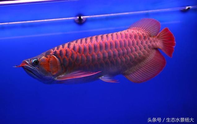 紅龍魚繁殖環(huán)境優(yōu)化方案，紅龍魚的繁殖環(huán)境優(yōu)化方案 觀賞魚市場(chǎng)（混養(yǎng)魚） 第3張