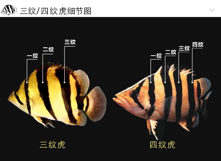 四紋虎魚紋路遺傳規(guī)律，四紋虎魚的紋路遺傳規(guī)律 虎魚百科 第5張