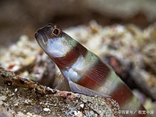 泰國(guó)虎魚繁殖技術(shù)提升方法，提高泰國(guó)虎魚繁殖技術(shù)的方法 虎魚百科 第1張