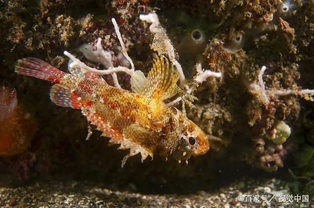 泰國(guó)虎魚繁殖技術(shù)提升方法，提高泰國(guó)虎魚繁殖技術(shù)的方法 虎魚百科 第3張