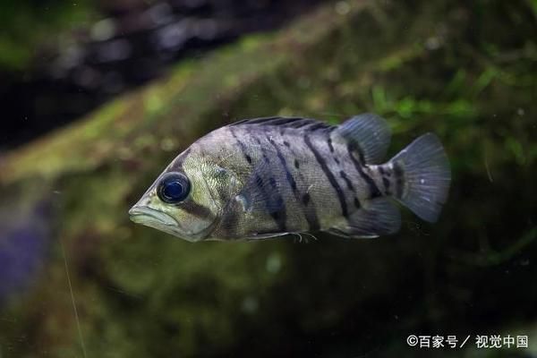 泰國(guó)虎魚繁殖技術(shù)提升方法，提高泰國(guó)虎魚繁殖技術(shù)的方法 虎魚百科 第4張