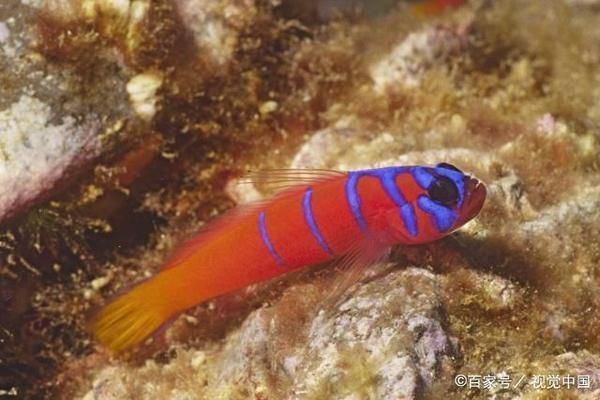 泰國(guó)虎魚繁殖技術(shù)提升方法，提高泰國(guó)虎魚繁殖技術(shù)的方法 虎魚百科 第5張