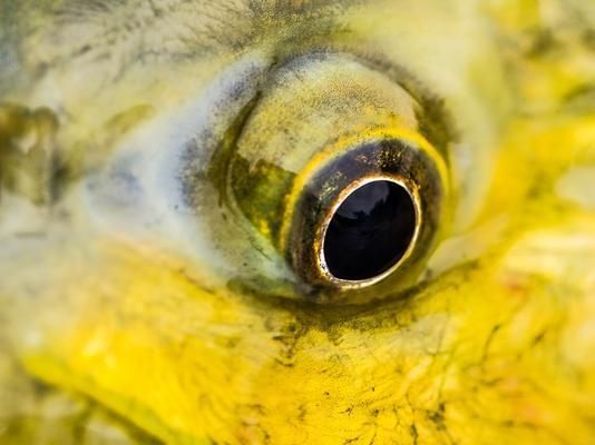 黃金河虎魚繁殖行為觀察指南，黃金河虎魚的繁殖行為的科學(xué)觀察方法