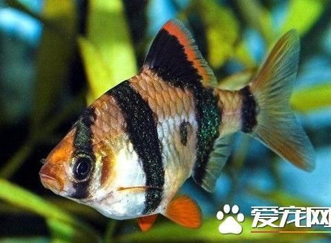 泰國虎魚繁殖環(huán)境要求，泰國虎魚的繁殖環(huán)境要求 虎魚百科 第1張