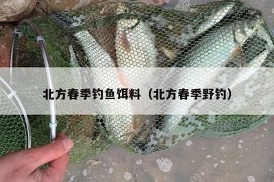 地圖龍魚混養(yǎng)，地圖龍魚混養(yǎng)時需要注意哪些問題？ 水族問答