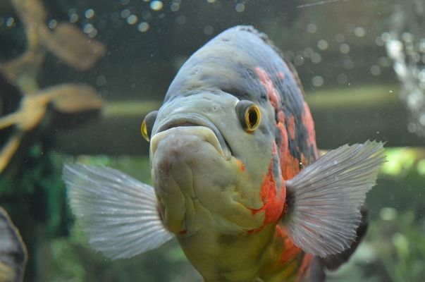 恐龍王魚繁殖后幼魚護理，恐龍王魚繁殖后幼魚的護理 觀賞魚市場（混養(yǎng)魚） 第1張