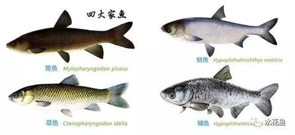 混養(yǎng)魚種性格對比，如何處理混養(yǎng)觀賞魚的性格問題 虎魚百科 第1張