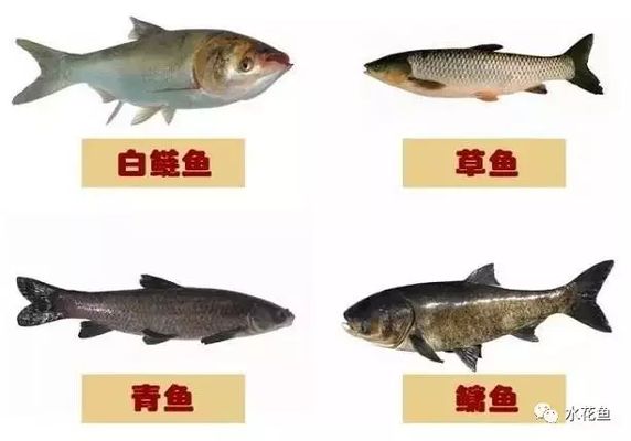 混養(yǎng)魚種性格對比，如何處理混養(yǎng)觀賞魚的性格問題 虎魚百科 第4張